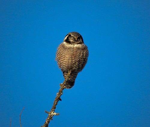 Hawk Owl | by freddurkin