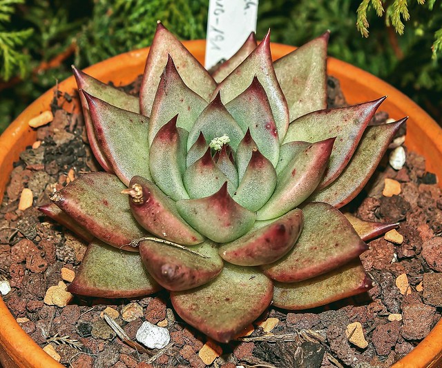Echeveria agavoides 3808-1; Crassulaceae (1)