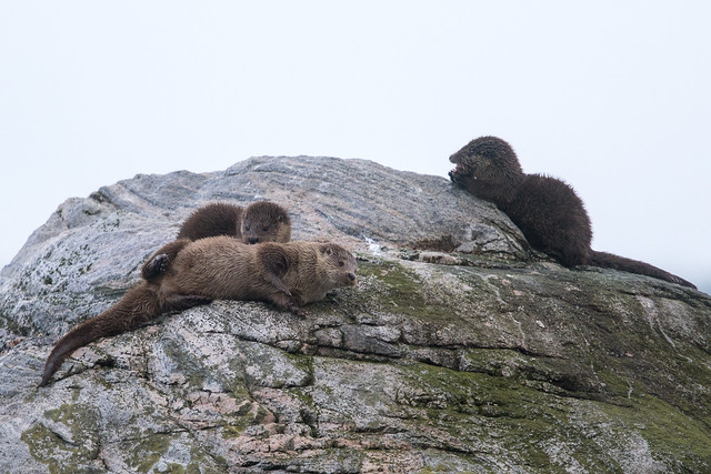 Eurasian Otter at Nordland, Værøy S24A1138