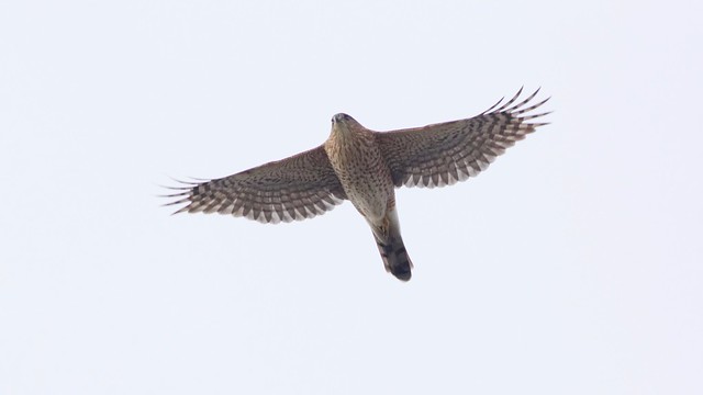 cooper's hawk (adult female) (