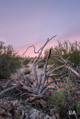 fujinonxf816mmf28r usa wideangle lens fuji fujixt3 review mirrorless dustinabbott desert sunrise travel bare dustinabbottnet comparison xt3 fujifilm test branches arizona photodujour scottsdale unitedstatesofamerica us chileanmesquite