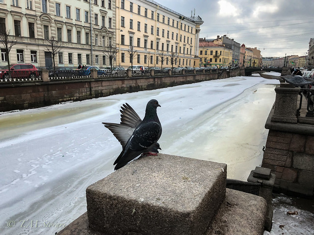 Frozen channels in Petersburg