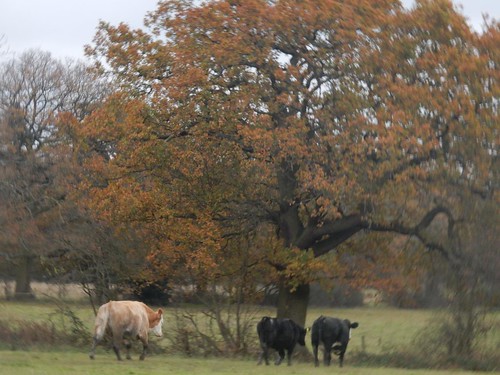 Retreating cows Totteridge Circular