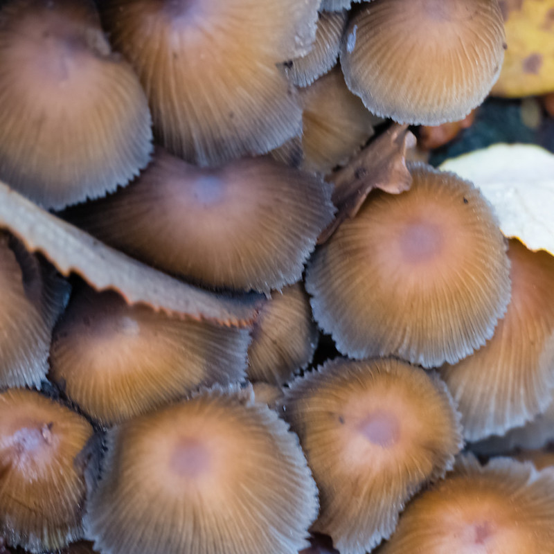Autumn fungi: glistening inkcap cluster