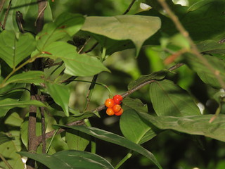Anadendrum microstachyum | Akar Meroyan Sembang; Araceae. If… | Flickr