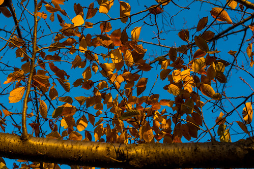 tokyo japan arakawa riverbank nikon nikond7100 d7100 sigma sigma1750mmexdcoshsm autumn leaves leaf shadows sunset dusk yellow blue