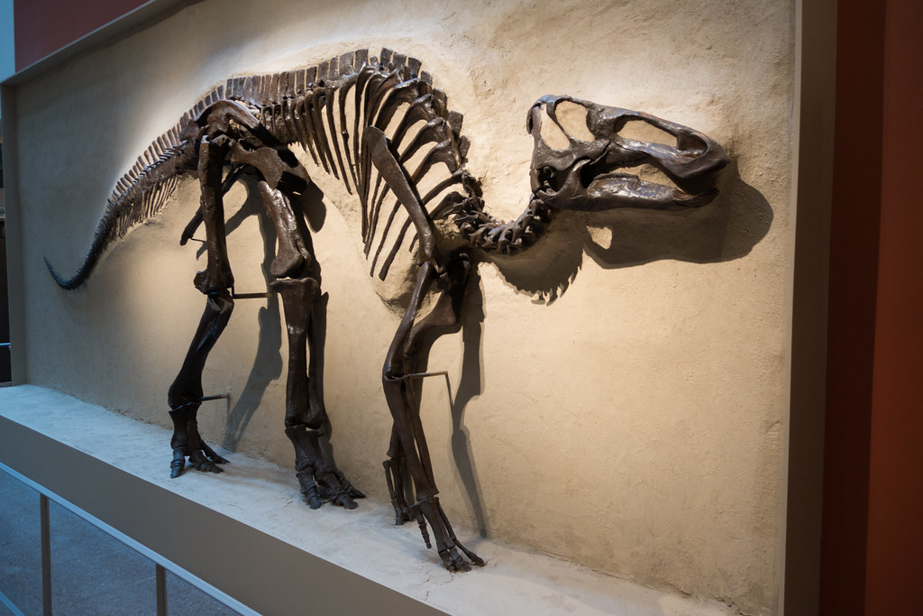 Image result for dinosaur fossil