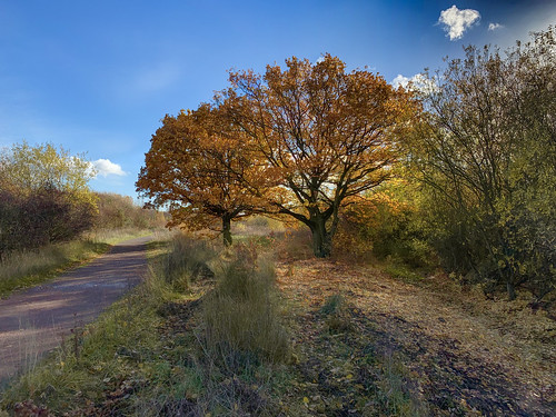 autumn oak oaktrees fall foliage path rspb rspboldmoor sun sunlight iphone iphonexsmax landscape grasses sky blue clouds