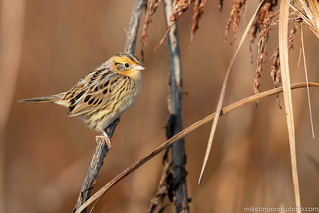 LeConte's Sparrow | by miketimmonsphoto.com