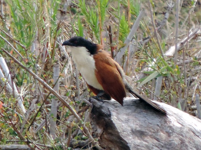 White-browed (Burchell's) Coucal