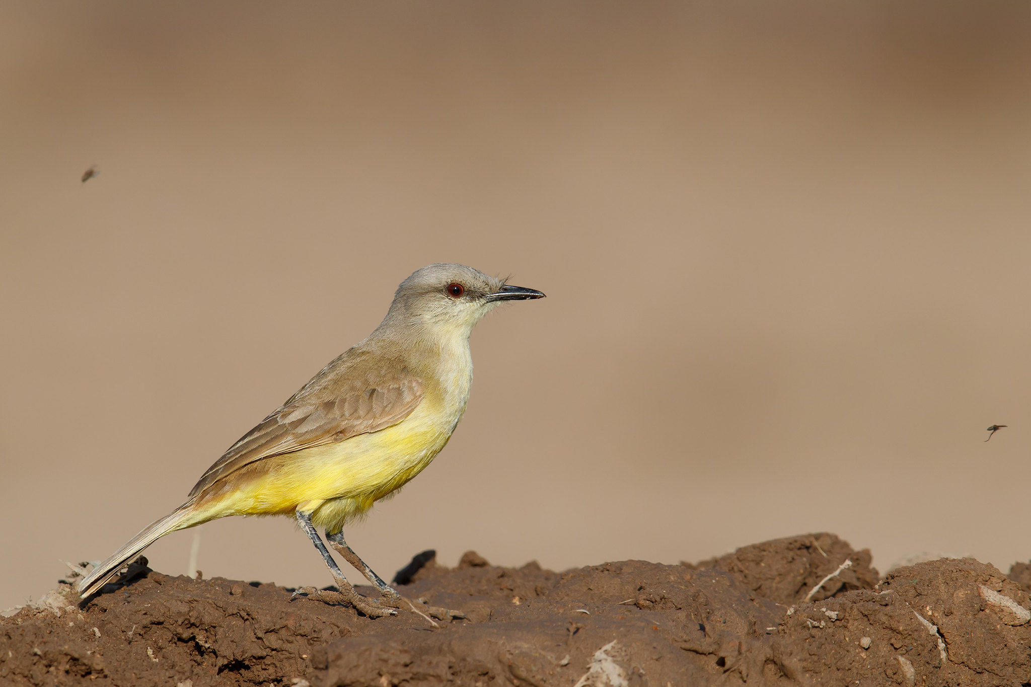 Tyrannus melancholicus | Tropical Kingbird | tropikkungstyrann