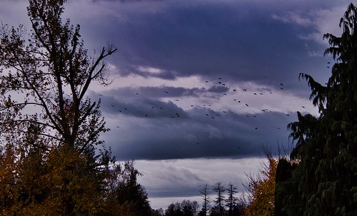 nature outdoor animal bird crow northwestercrow corvuscaurinus trees sky cloud clouds dramaticsky