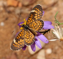Tiny Checkerspot Butterfly (Microtia dymas); San Pedro River Valley, AZ