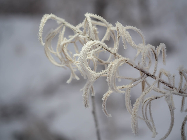 Winter wonderland 3 - spectacular frosted straws