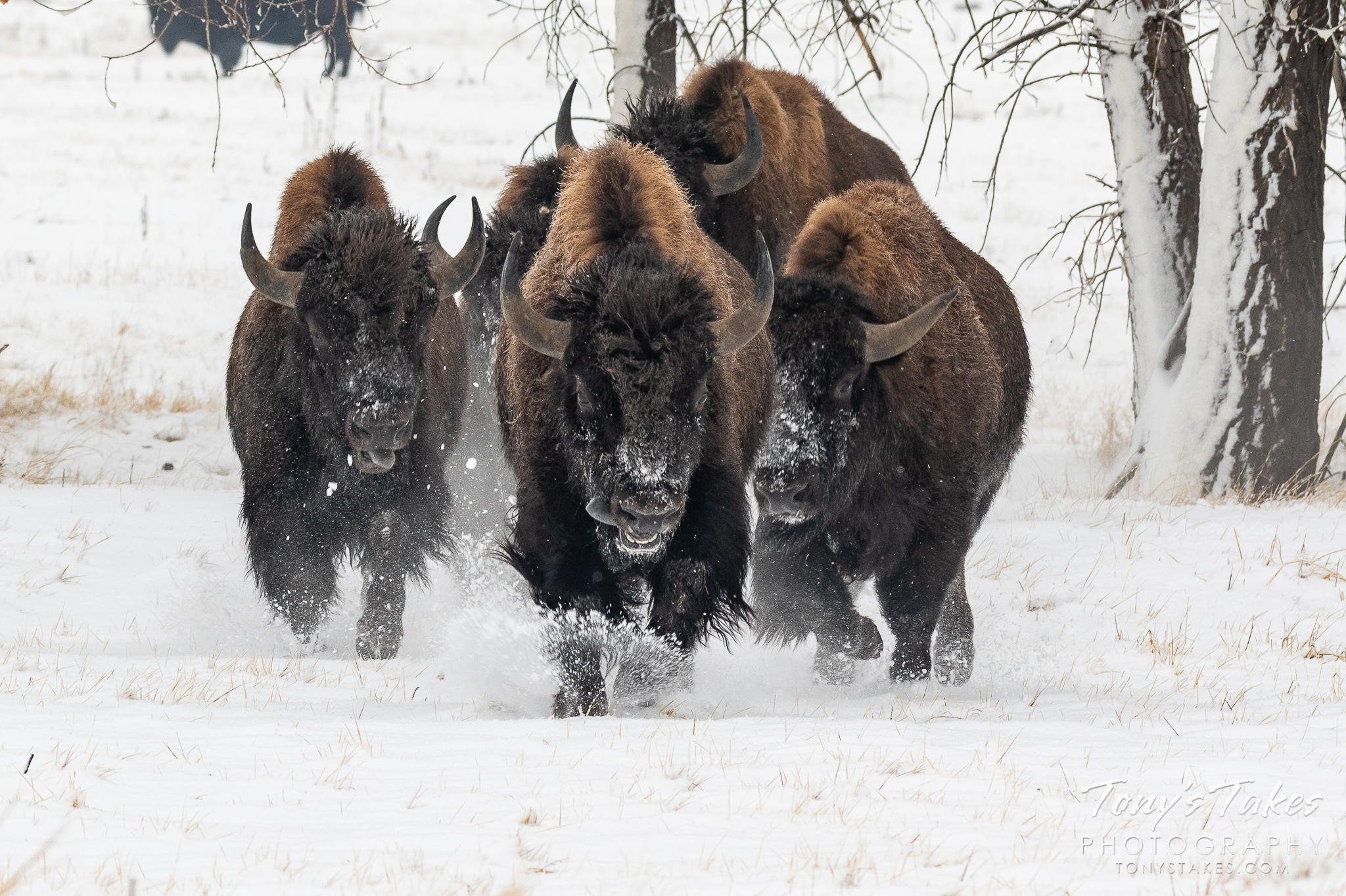 Charge! American bison run headlong through the snow