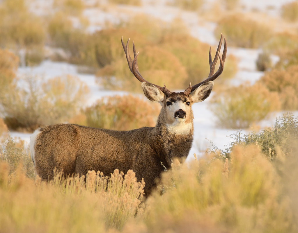 Mule deer on winter range Southwest Wyoming | Photo: Tom Koe… | Flickr