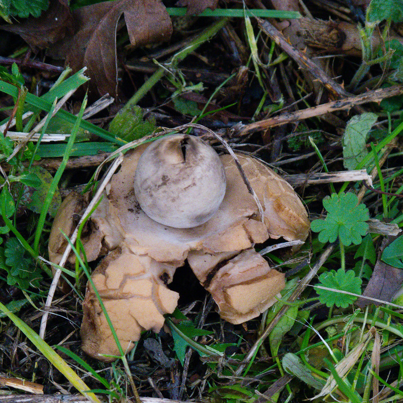 Collared earth stars under hedge, Castlecroft