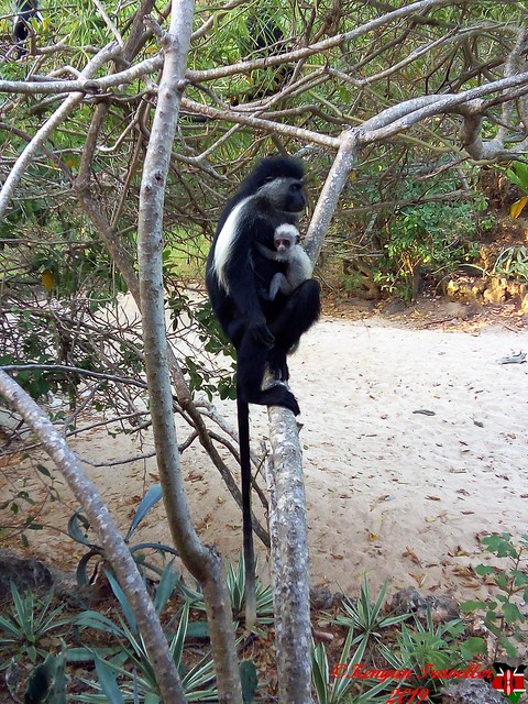 Colobus monkey with offspring