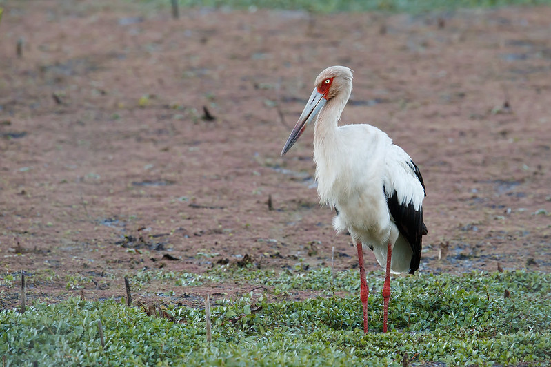 Ciconia maguari | Maguari Stork | maguaristork