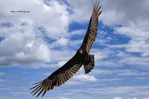 Turkey vulture | by Mike_FL
