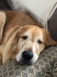 A Portrait - A Snoozing Watson the Golden | by pmarkham