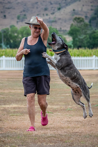 dogs flickr facebook gatton 2019tour bella housesit slideshow 2019bookpending