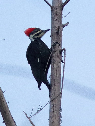Pileated Woodpecker female 20181117