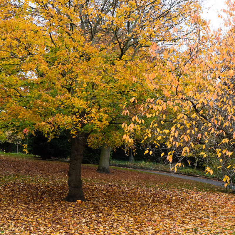 Autumn colours, Nottingham Arboretum