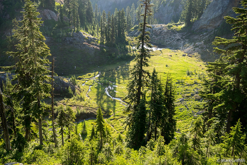 Glorious Meadow