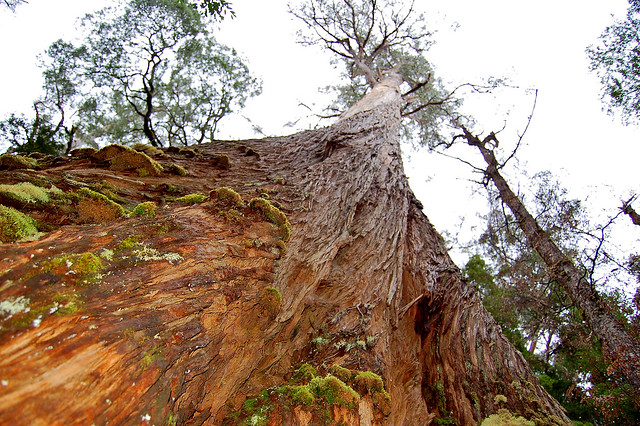 Huon Pine - Tahune Airwalk Tasmania