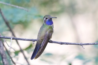 Blue-throated Hummingbird | South Fork | Cave Creek | AZ | 2015-07-01at11-18-138 | by Bettina Arrigoni