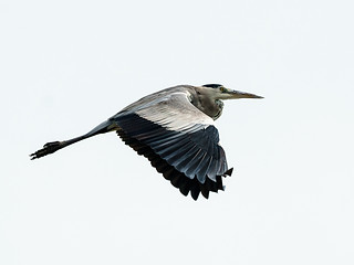 Grey Heron (Ardea cinerea) | by David Cook Wildlife Photography