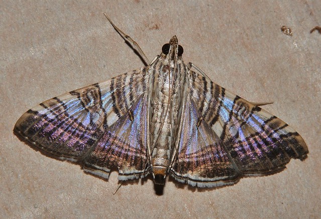 Crazy lined Moth Glyphodes stolalis Spilomelinae Crambidae Pyraloidea Airlie Beach rainforest P1100702