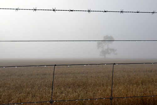 wire fence fog farm farmland