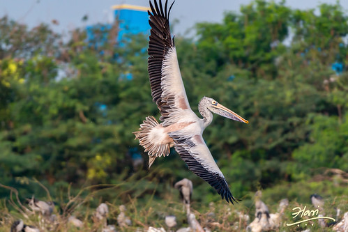 pelicans uppalapadubirdsanctuary