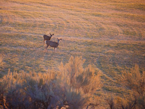 nature colorado us moffatcounty mammal deer muledeer sunrise golden light morning two