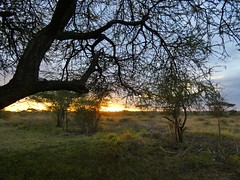 Sunrise in Ikoma bush camp