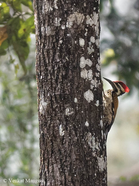 Greater Flameback Woodpecker - Male