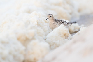 Pilrito-canela - Buff-breasted Sandpiper - Calidris subruficollis (Esmoriz, Portugal) | by birdsineurope - Tomás Martins