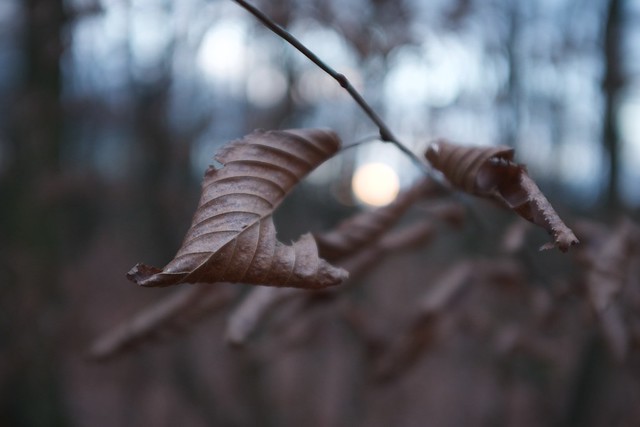 leaves brown - sun down