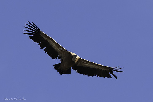 Griffon Vulture | Etienne Gosse | Flickr