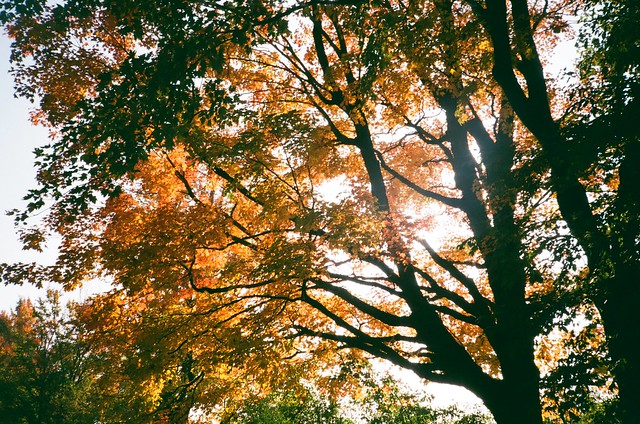 Autumnal Light