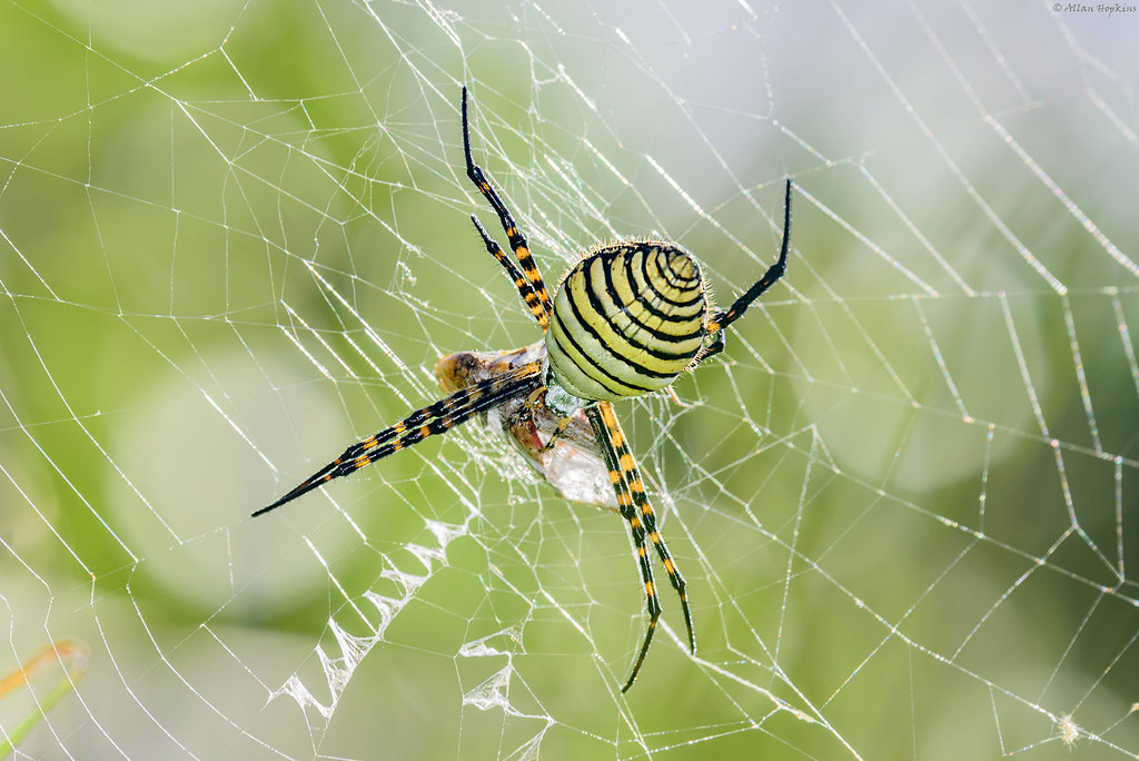 Banded Garden Spider Argiope Trifasciata Female Flickr
