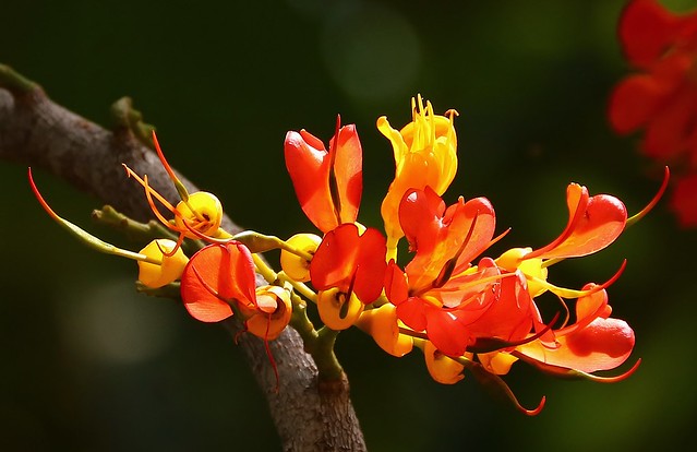 Black Bean Tree -Castanospermum australe -  Cooktown (2)