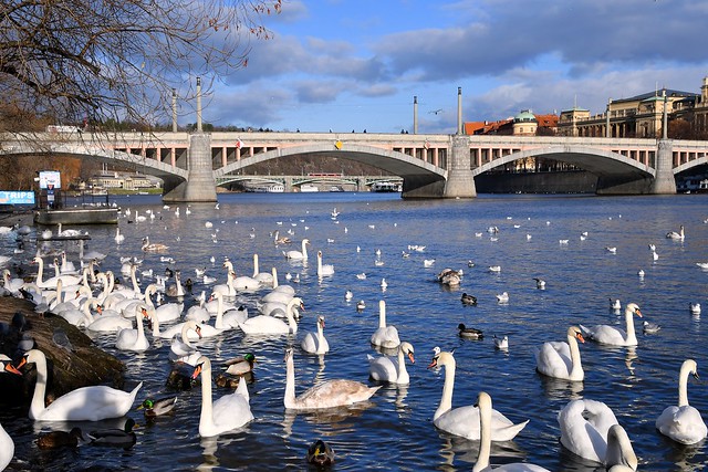 Swans in their hundreds  - Manes Bridge on the Vltava River, Prague.