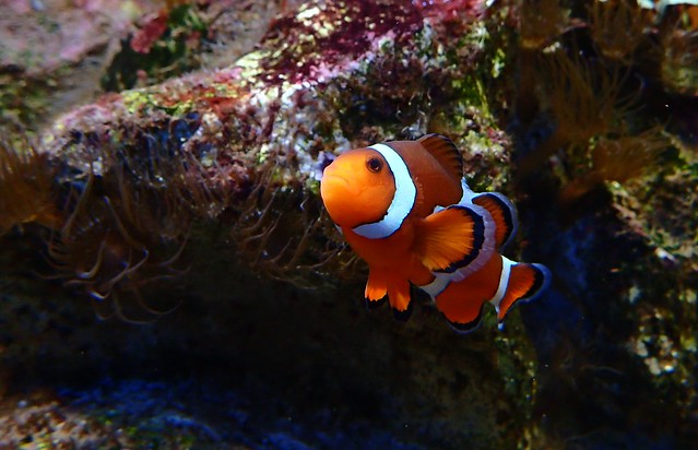 Amphiprion ocellaris - Anemonefish or Common Clownfish - Poisson-clown à trois bandes ou Poisson clown ou Poisson anémone ou Poisson-clown ocellé - 10/09/18