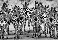 Zebra Tarangire National Park-Tanzania