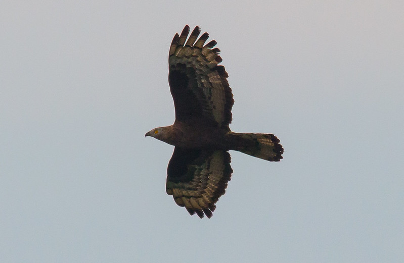 honey buzzard ad
