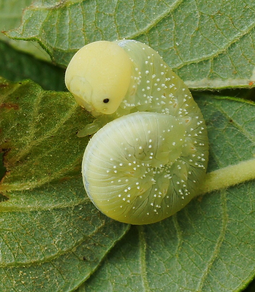 Willow Sawfly - Cimbex luteus. Early instar larva. Cimbicidae.