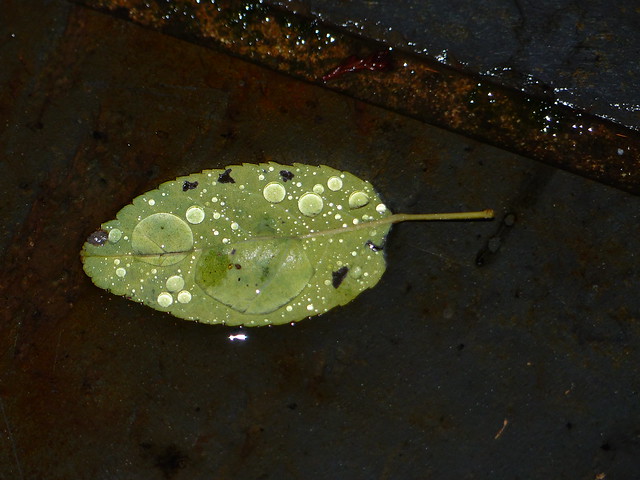 Leaf w/raindrops